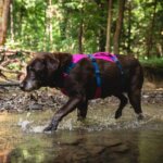 Ruffwear-Flagline-hundesele-Alpenglow-Pink3