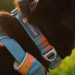 Ruffwear-Front-Range-halsbånd-Sprin-Fade-(2)