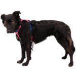 Ruffwear-Hi-&-Light-Hundesele-Alpenglow-Pink-(1)