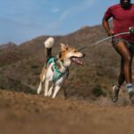 Ruffwear-Hi-&-Light-Hundesele-Sage-Green-(1)