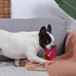 Hugsmart Fuzzy Dino Rexy (1)