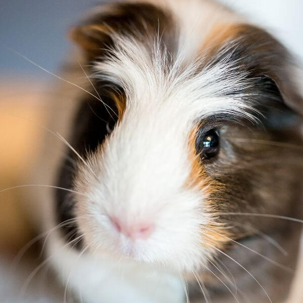 Pasning og pleje af marsvin