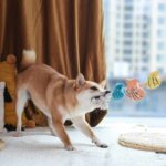 Hugsmart Rope Funz Puppy Shell (2)