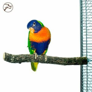 Back Zoo Corky Perch Medium