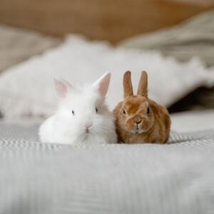 Har du kaninen løs? Undgå kanin pels i hele hjemmet