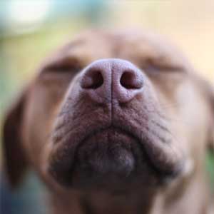 DIY: Sådan laver du en hjemmelavet snusemåtte til din hund