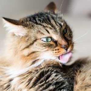 Overdreven soignering hos katte