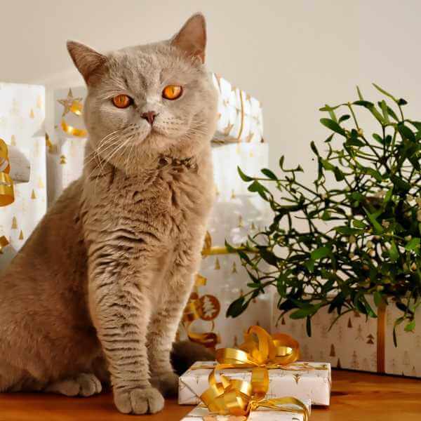 Julegaveidéer til kat