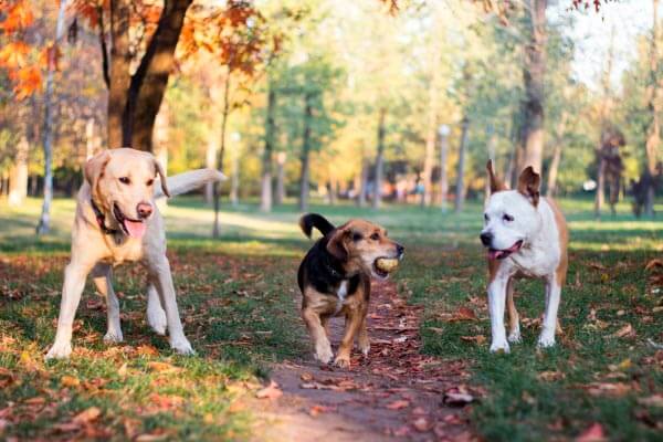 10 mest populære hunderacer i Danmark