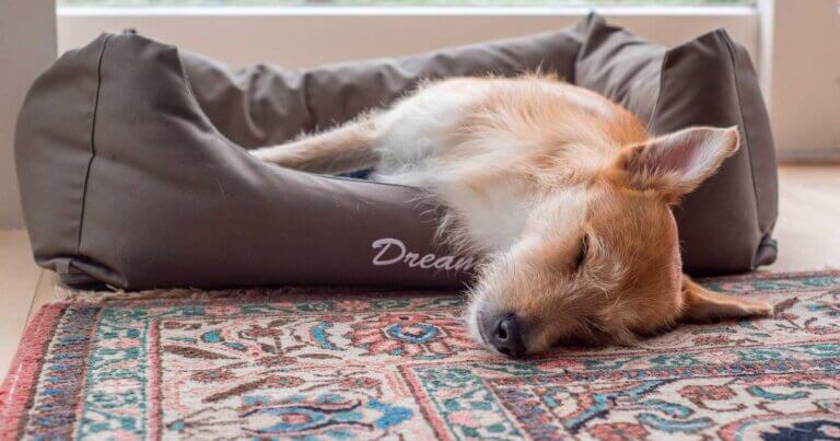 Lær din hund at være alene hjemme