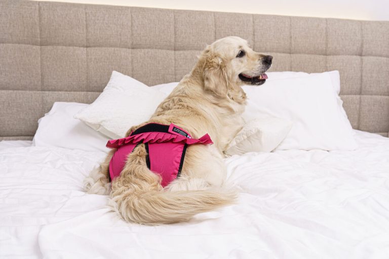 Sådan forbereder du dit hjem til en hund i løbetid