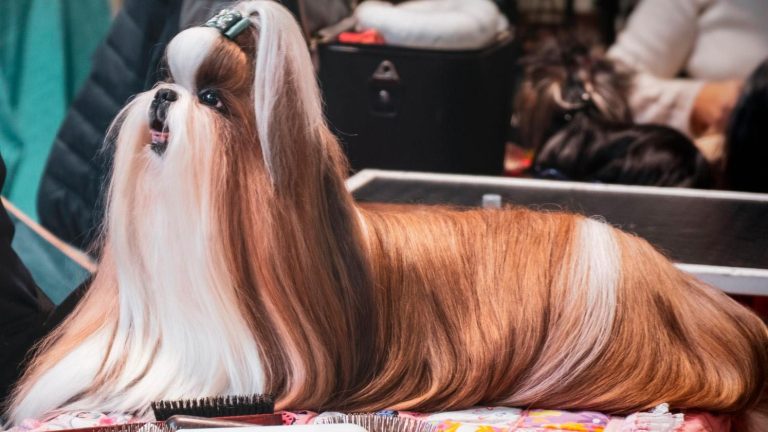 Hvad skal man have med på hundeudstilling?