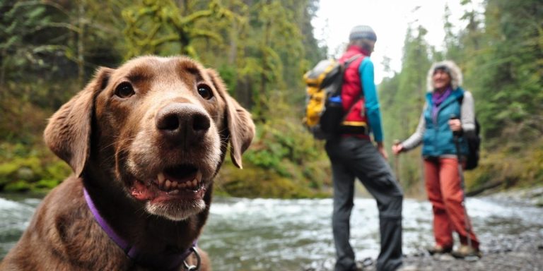 Din ultimative guide til vandring med hund